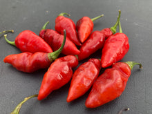 Load image into Gallery viewer, Chupacabra (T-E) (Pepper Seeds)