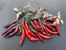 Load image into Gallery viewer, Lost Boys (T-E) (Pepper Seeds)