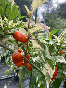 Thunder Nugs (Pepper Seeds)