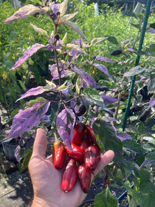 Bryan’s Klingon Blood (Pepper Seeds)