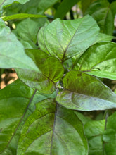 Load image into Gallery viewer, Purple Uprising Yellow (Pepper Seeds)