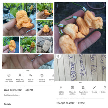 Load image into Gallery viewer, Falkor (T-E)(Pepper Seeds)