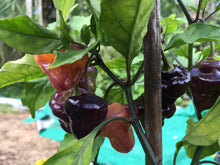 Load image into Gallery viewer, Roxa Lantern (Pepper Seeds)