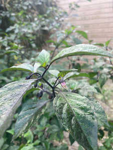 PurpleGum Black Cream (Pepper Seeds)