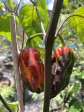 Load image into Gallery viewer, Dark Cream Horizon (Pepper Seeds) (Limited)