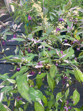 Load image into Gallery viewer, Corvinas (T-E) (Pepper Seeds)