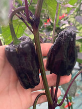 Load image into Gallery viewer, Bryan’s Blood (Darkside Mix) (Pepper Seeds)