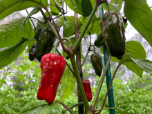 Load image into Gallery viewer, Bryan’s Klingon Blood (Pepper Seeds)