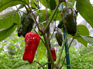 Bryan’s Klingon Blood (Pepper Seeds)