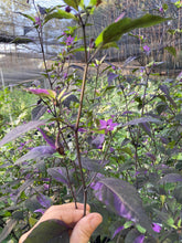 Load image into Gallery viewer, Red Trixster XD (Pepper Seeds)