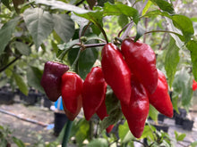 Load image into Gallery viewer, Red Wendigo (T-E) (Pepper Seeds)