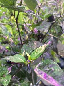 Bryan’s Vulcan Blood (Pepper Seeds)