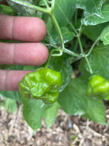 Dulce Estrella (Pepper Seeds)
