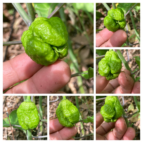 Inner Realm (Pepper Seeds)