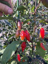 Load image into Gallery viewer, Chupacabra (T-E) (Pepper Seeds)