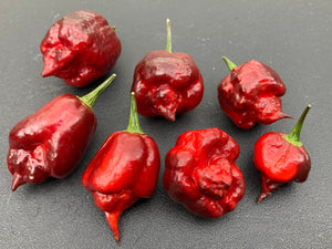 Maroon Voltron (T-E)(Pepper Seeds)