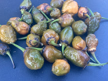 Load image into Gallery viewer, MonsterGum Leopard (Mustard)(Pepper Seeds)