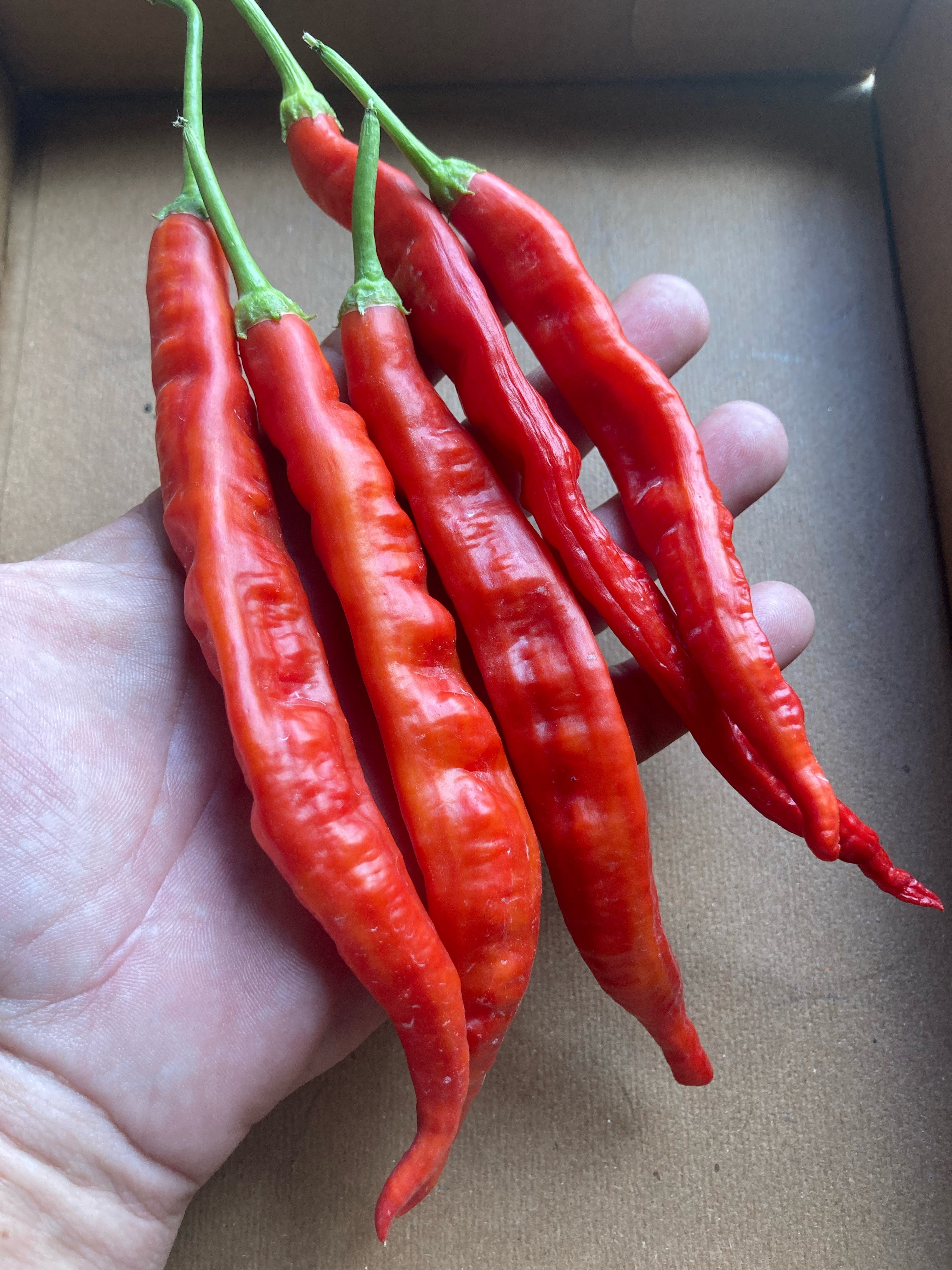 Minas Gerais (XL)(Pepper Seeds) – Towns-End Chili & Spice