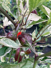 Load image into Gallery viewer, Tiger Anaheim (T-E Mix) (Pepper Seeds)