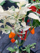 Load image into Gallery viewer, Tiger Anaheim (T-E Mix) (Pepper Seeds)