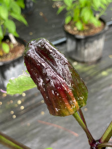 Bryan’s Klingon Blood (Pepper Seeds)