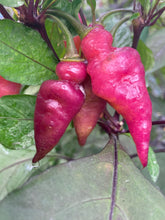 Load image into Gallery viewer, Pink Wendigo (T-E) (Pepper Seeds)