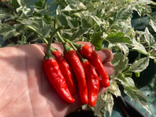 Load image into Gallery viewer, Tiger Thunder (Pepper Seeds)