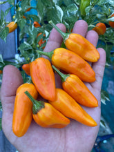 Load image into Gallery viewer, Orange Fish (Pepper Seeds)