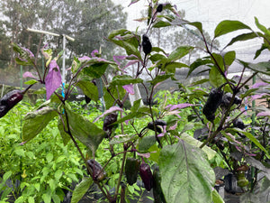 Bryan’s Klingon Blood (Pepper Seeds)