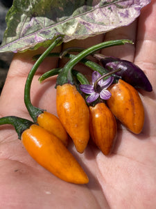 Trixster Orange (Pepper Seeds)