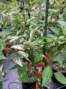 Thunder Nugs (Pepper Seeds)