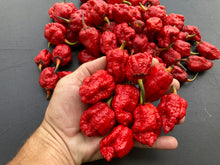 Load image into Gallery viewer, MedullaGum (Pepper Seeds)