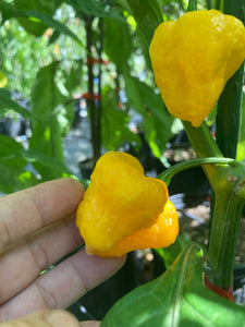 Kokomo Bonnet (Pepper Seeds)