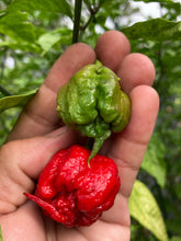 Load image into Gallery viewer, 7 Pot Primo Red (Pepper Seeds)