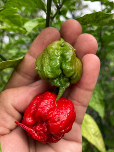 7 Pot Primo Red (Pepper Seeds)
