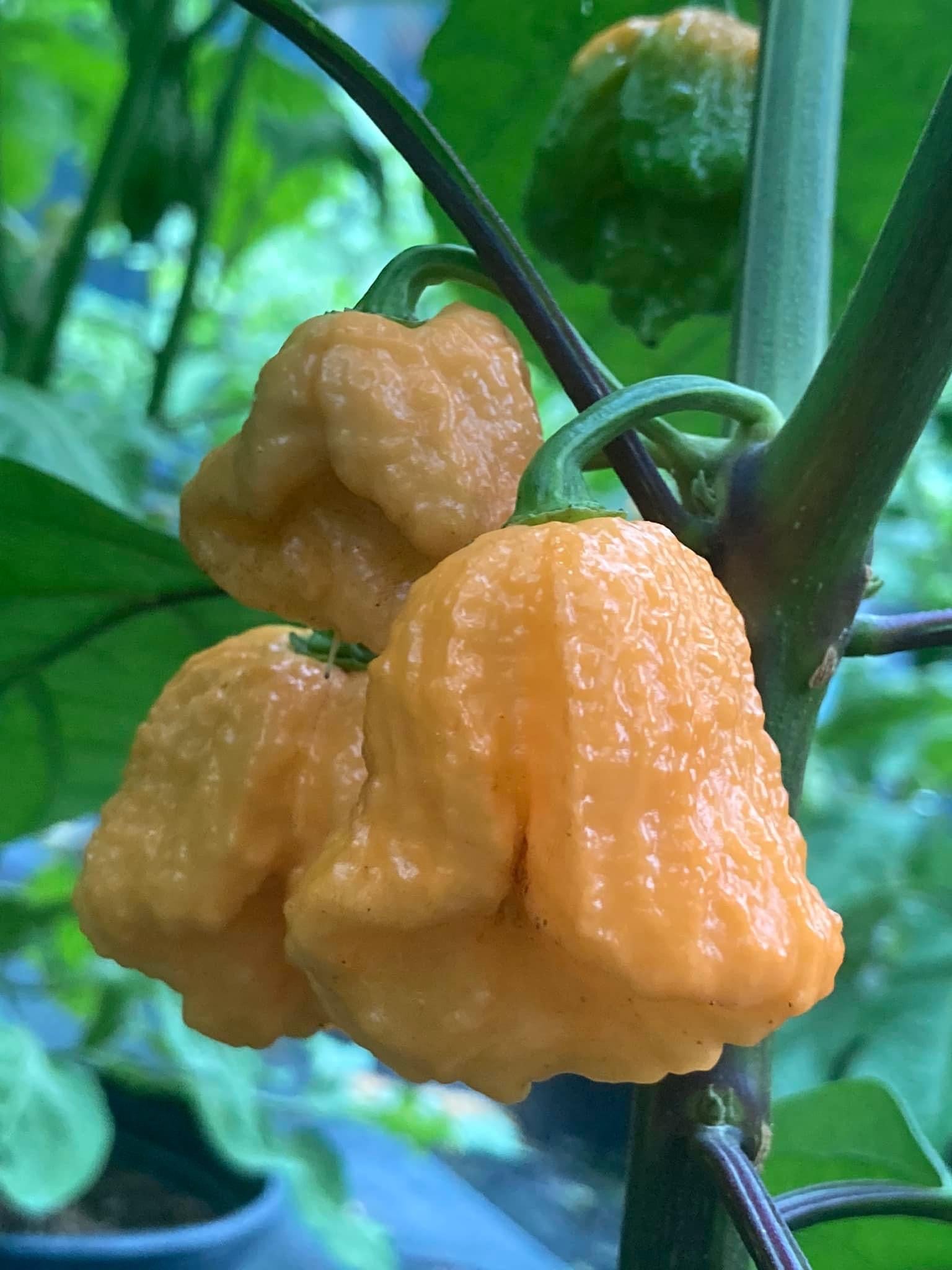 7 pot douglah plant 7 Pot Douglah Peachy (Pepper Seeds)