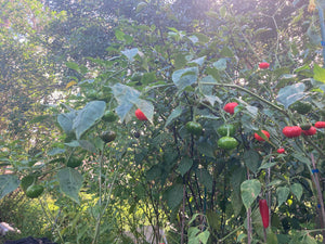 Pi 49793 Sao Paulo (Pepper Seeds)