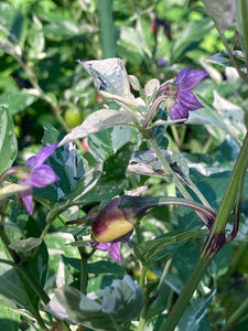 Thunder Nugs (Pepper Seeds)