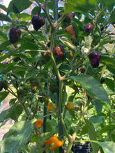 Load image into Gallery viewer, Anunnaki (Pepper Seeds)