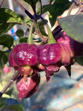 Load image into Gallery viewer, Maroon Voltron (T-E)(Pepper Seeds)