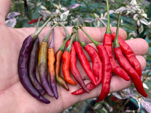 Daywalker (T-E) (Pepper Seeds)