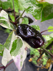 Bryan’s Klingon Blood (Pepper Seeds)