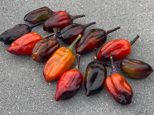 Bryan’s Vulcan Blood (Pepper Seeds)