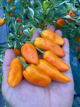 Load image into Gallery viewer, Orange Fish (Pepper Seeds)