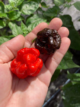 Load image into Gallery viewer, SBJ7 Chocolate (Pepper Seeds)