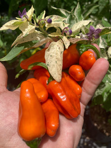 Thunder Nugs (Pepper Seeds)