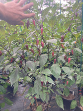 Load image into Gallery viewer, Pink Chupacabra (T-E) (Pepper Seeds)