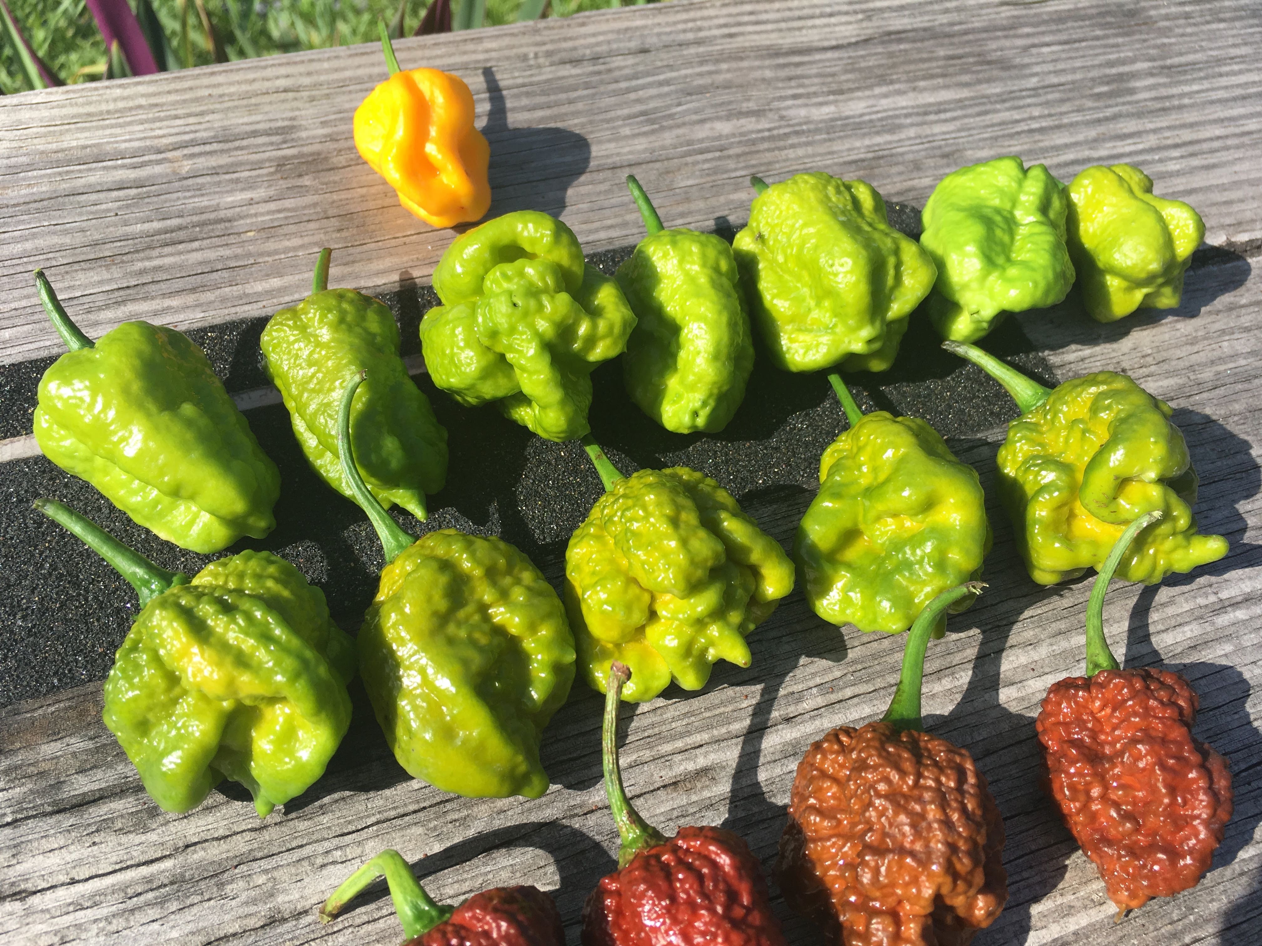 Big Mustard Mama (Pepper Seeds) – Towns-End Chili & Spice