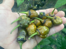 Load image into Gallery viewer, MonsterGum Leopard (Mustard)(Pepper Seeds)