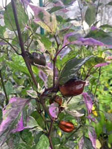 Bryan’s Vulcan Blood (Pepper Seeds)